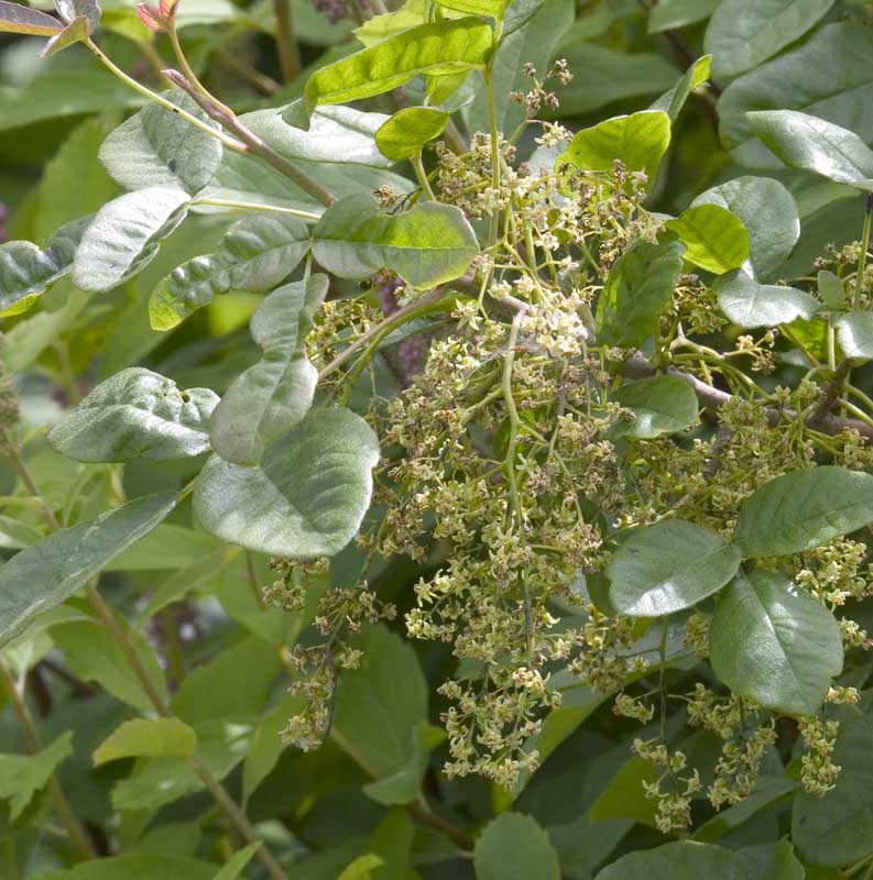 Poison-ivy  Rhus diversiloba (syn. Toxicodendron diversilobum)  Anacardiaceae