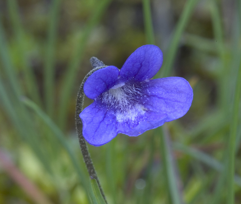 Common butterwort  Pinguicula vulgaris   	Lentibulariaceae