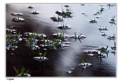 Netanya puddle park - New life