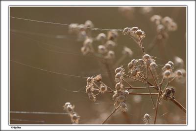 IMG_1937 copy.jpg