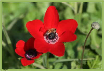IMG_2163.jpg