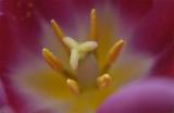 Inner-Tulip-FM.jpg