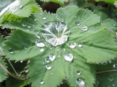 Water droplet