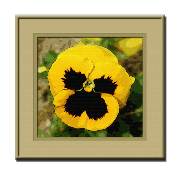 watercolor pansy