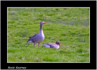 greylag geese.jpg