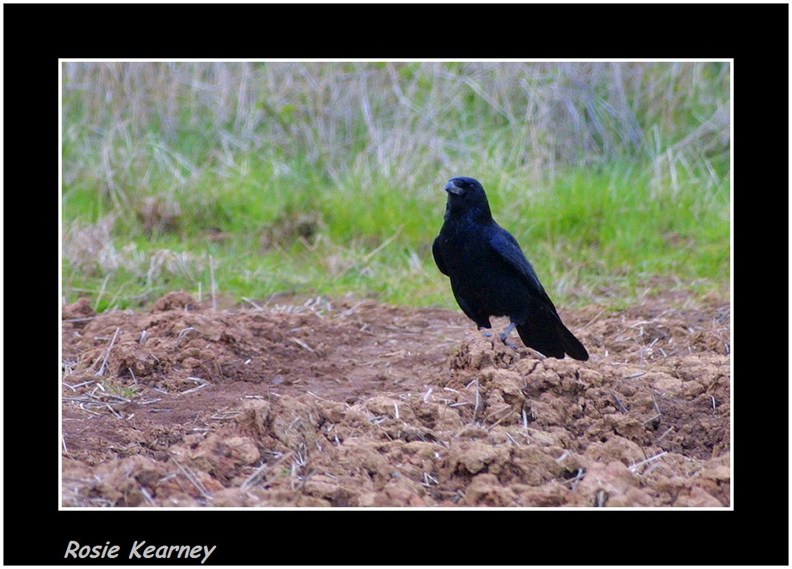 carrion crow.jpg
