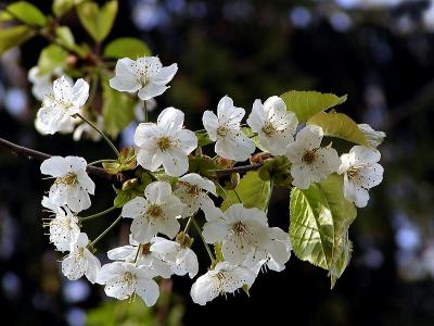 Kirschblten (Cherry blossoms)