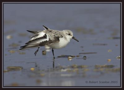 Sanderling (Calidris alba)