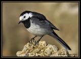 Pied-Wagtail 1
