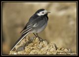 Pied-Wagtail 2