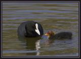 Eurasian Coot  2