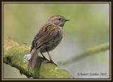 Dunnock (Prunella modularis)