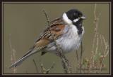 Reed Bunting (Emberiza schoeniclus)