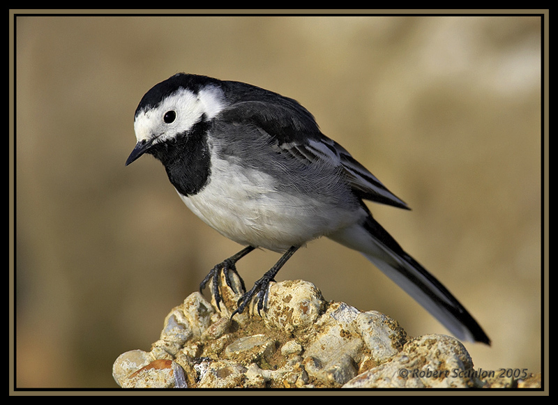 Pied-Wagtail 1