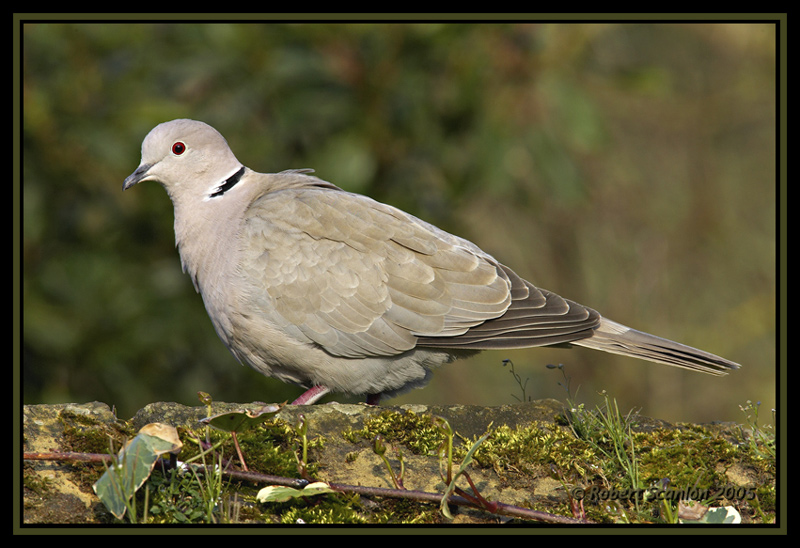 Collared Dove (Streptopelia decaocto)