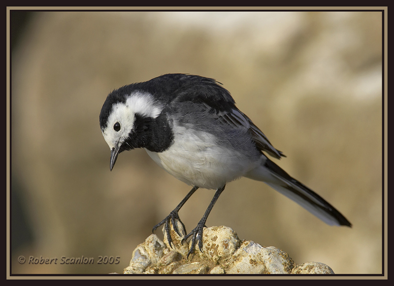 Pied Wagtail 3