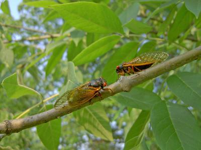 cicadas 1