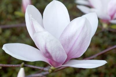 tulip tree flower (large)