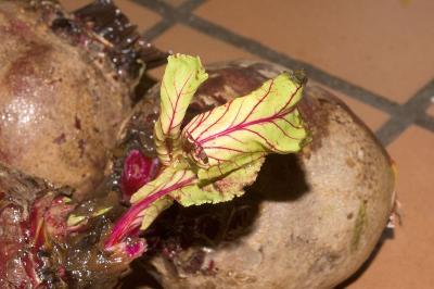 beet sprout