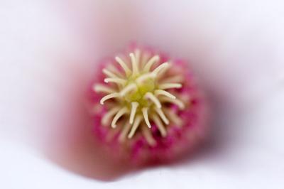tulip tree flower (macro)