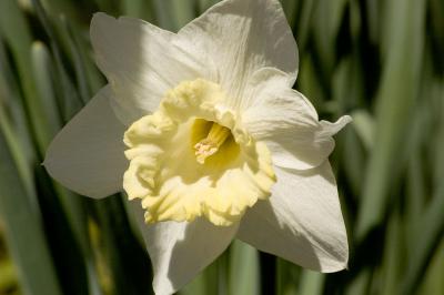 white daffodil (large)