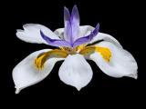 The Lilly