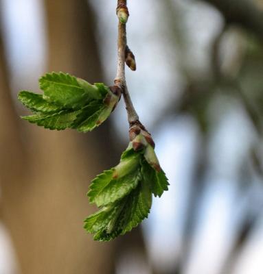 New Elm Leaf