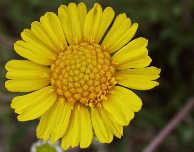 Coreopsis Daisy  (Wildflower)