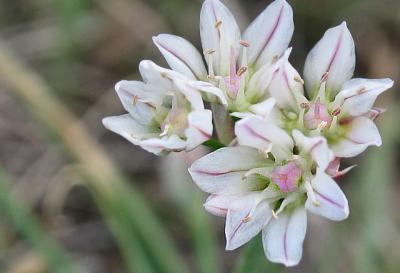 Wild Onion