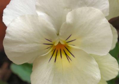 Pure White Pansy