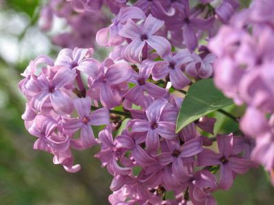 Persian Lilacs