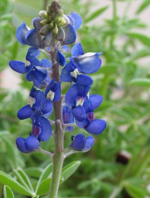 Texas Bluebonnet (Our State Wildflower)
