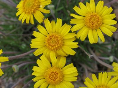 Coeopsis Daisies (Wildflower)