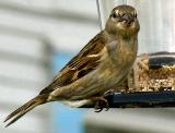 Little Brown Sparrow