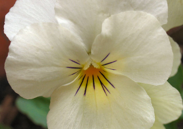 Pure White Pansy