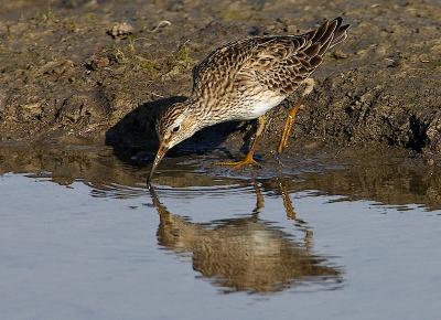 Pectoral Sandpiper