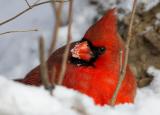 Cardinal and Snow