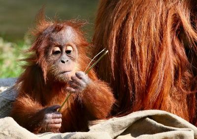 Yes, another BABY ORANG UTAN shot !