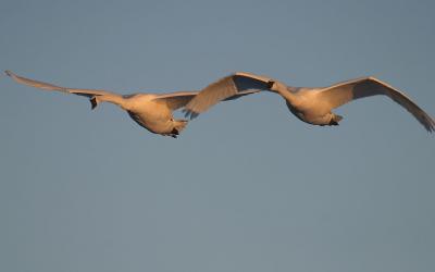 Trumpeter Swan