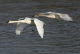 Trumpeter Swan