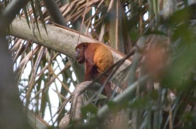 Red Howler Monkey