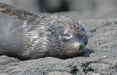 Galapagos Fur Seal Taking a Peak