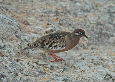 Galapagos Dove