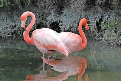 Greater Flamingo