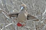 Red-Footed Boobie