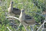 Red-Footed Boobies (Juvenile)