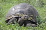 Galapagos Tortoise (Santa Cruz)