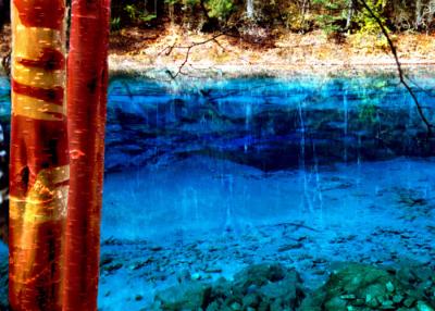 red birch,Jiuzhaigou8