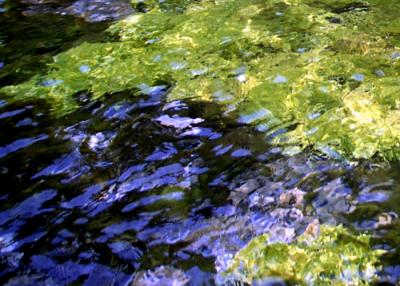 waterweed,Jiuzhaigou12