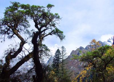 Snowy Mount in Sichuan 7